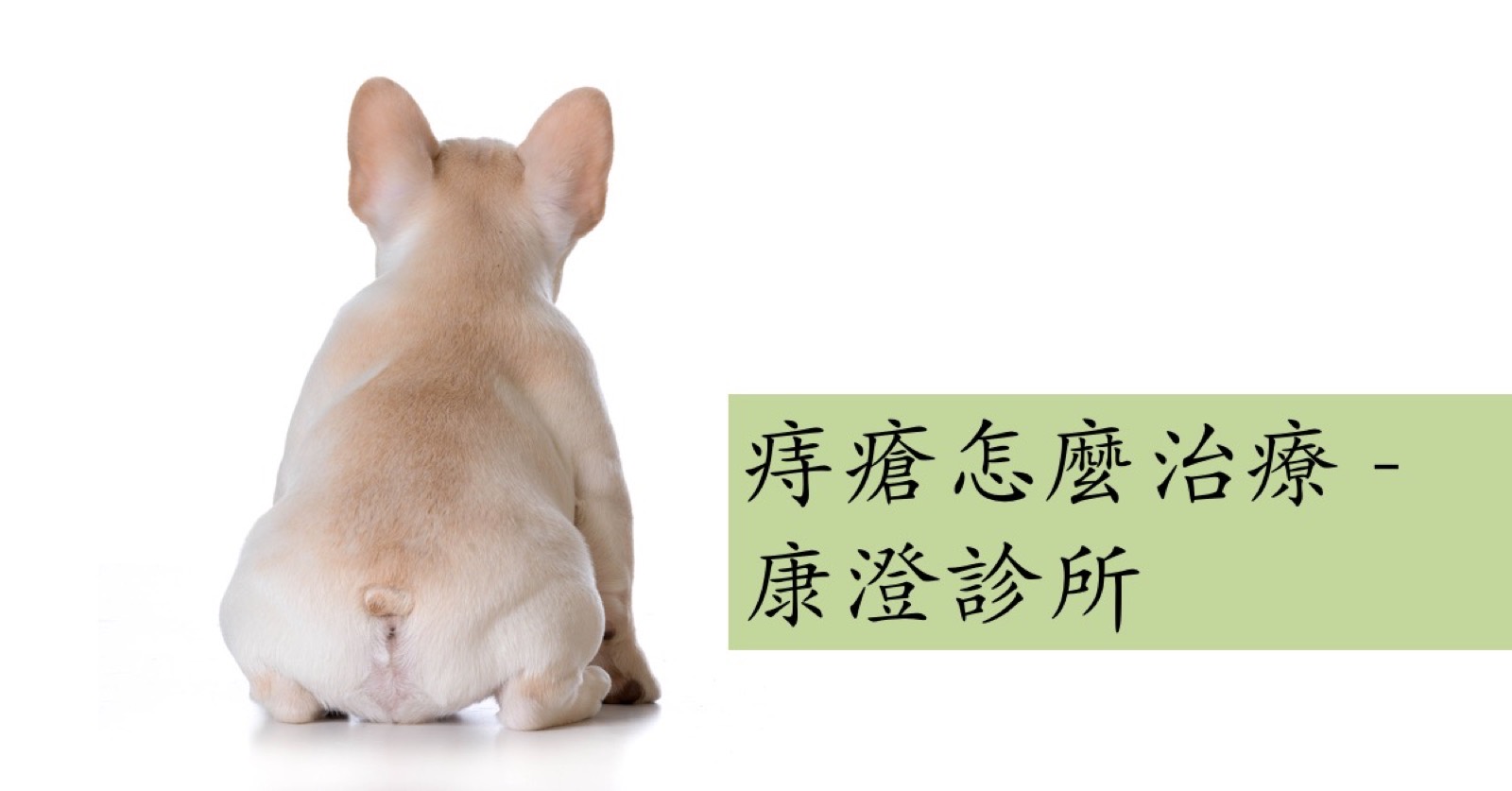 一隻法國鬥牛犬,圖上有「痔瘡怎麼治療」字樣