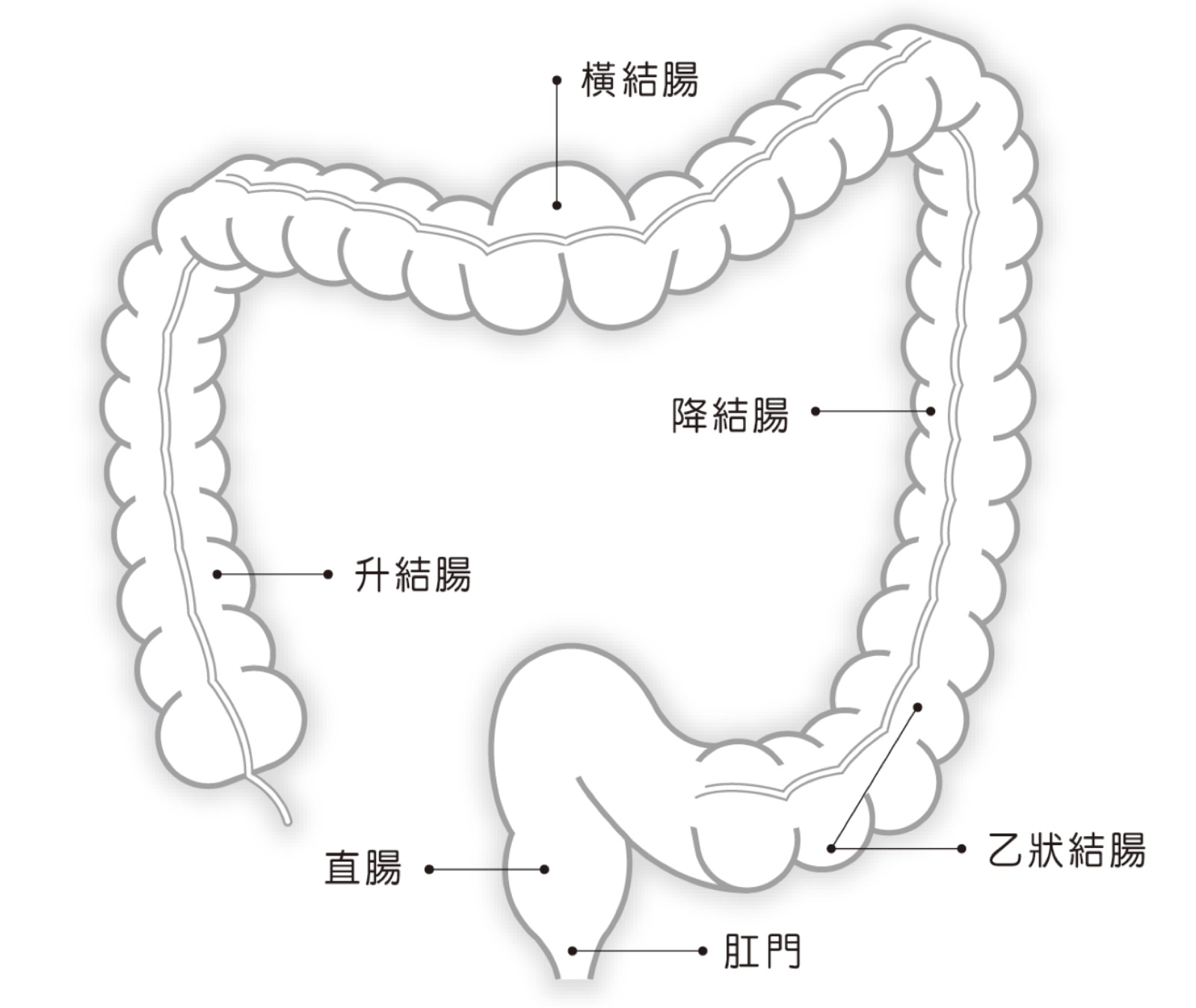 大腸解剖圖,標示升結腸、橫結腸、降結腸、乙狀結腸、直腸與肛門